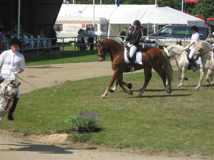Frederiksborg Sir Lancelot billede 19
