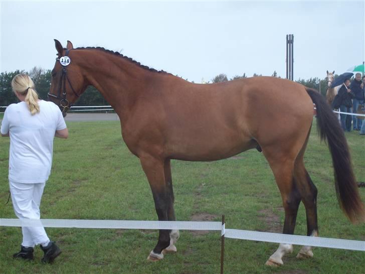 Anden særlig race Kamstrups Barcardi - st hestedag 09 han er ved at ligne en hest nu!!! 3 år billede 3