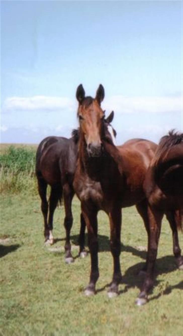 Anden særlig race Milancio S - Som 1 årig på sommergræs i marsken.. billede 1