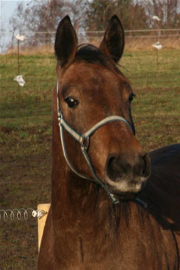 Anden særlig race Milancio S - 2½ år gammel billede 2