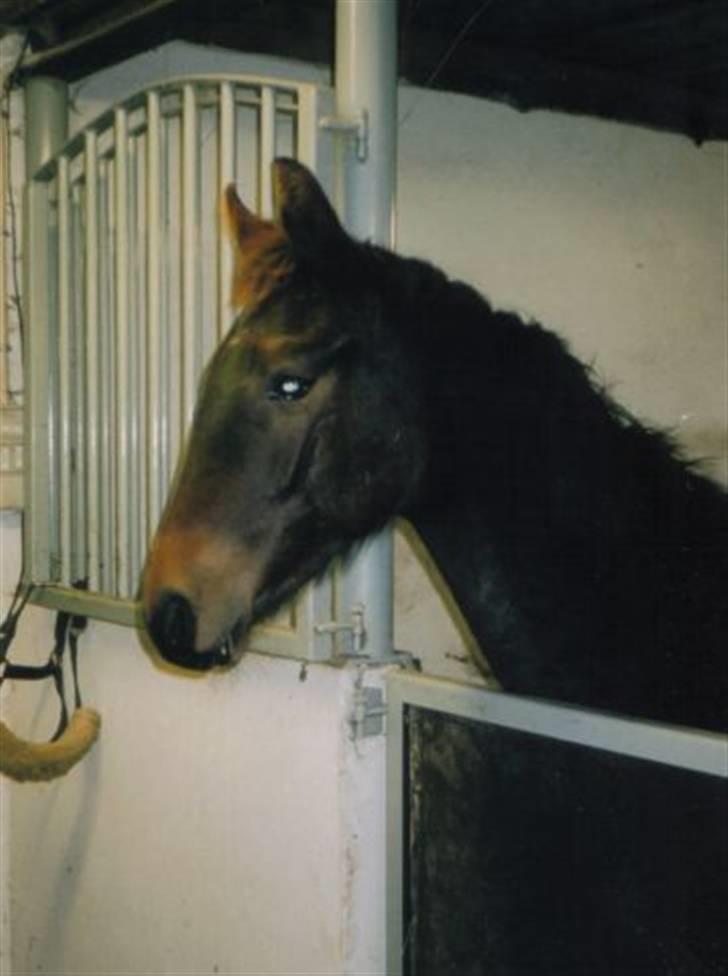Dansk Varmblod Niendamgaards Morgan - 2 år gammel i sin boks billede 4