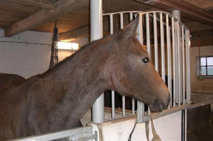 Anden særlig race Milancio S - som 2 årig i boksen.....Pelsen er lidt ru :-) billede 3
