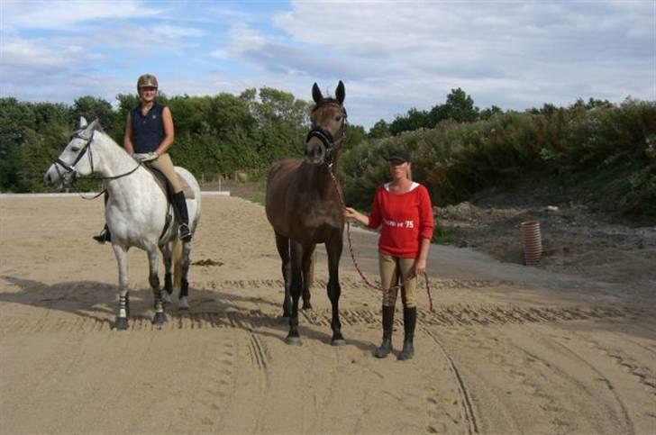 Anden særlig race Milancio S - 3½ år og igang med træningen til at blive fin ridehest billede 4