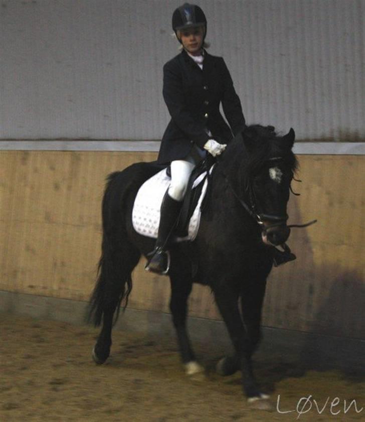 Anden særlig race Blade ( Solgt ) :( - stævne i frk billede 20