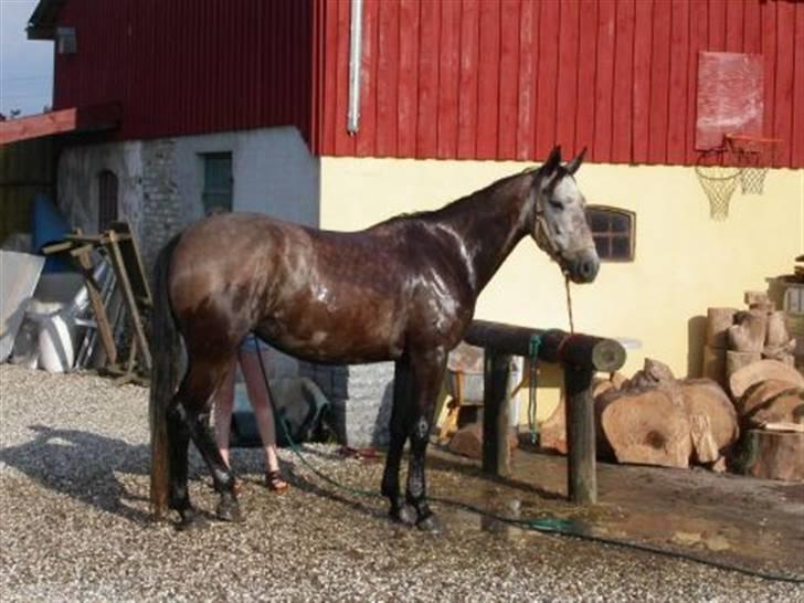 Polsk Varmblod Lille Karlshøj's Manon - 3 år gammel i bad med en helt anden farve... billede 6