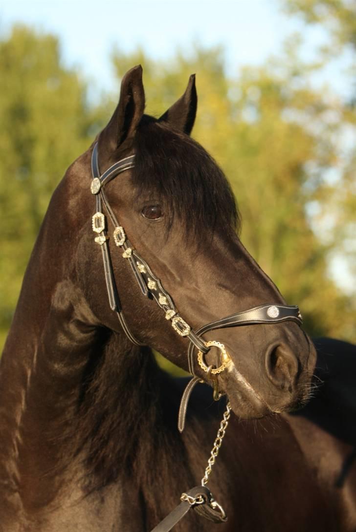 Frieser Maayke K. - Til Ayla´s kåring d 30/8-2008 billede 13