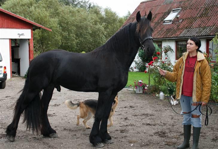 Frieser Bjarne - 3. september 2008 .. Bjarne da han var hingst .. Fotograf: Mor billede 4