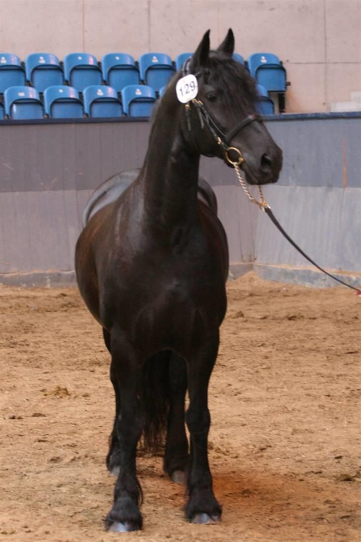 Frieser Canna R. billede 6