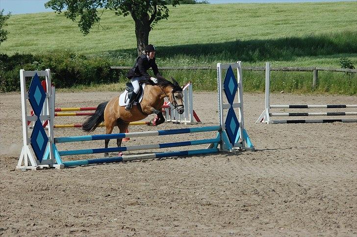 Welsh Pony af Cob-type (sec C) Fanny af Sønderbo - Stævne i algestrup billede 11