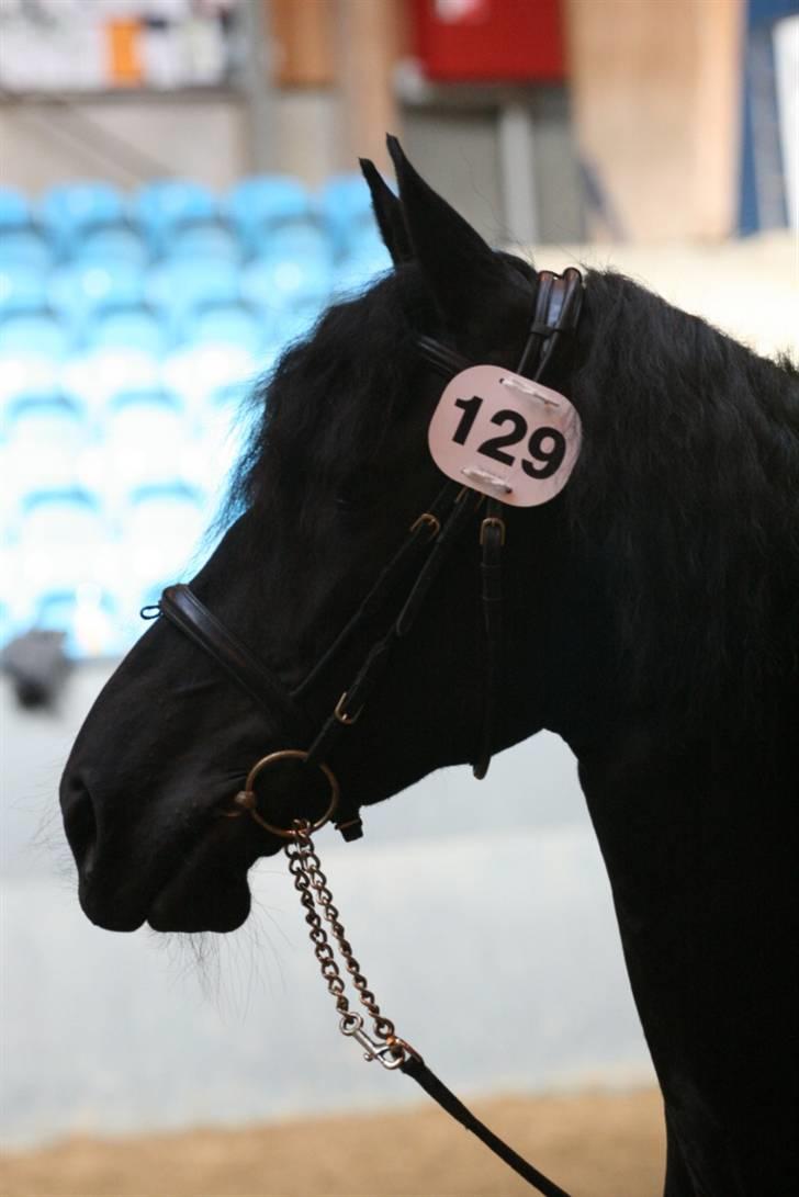 Frieser Canna R. billede 7