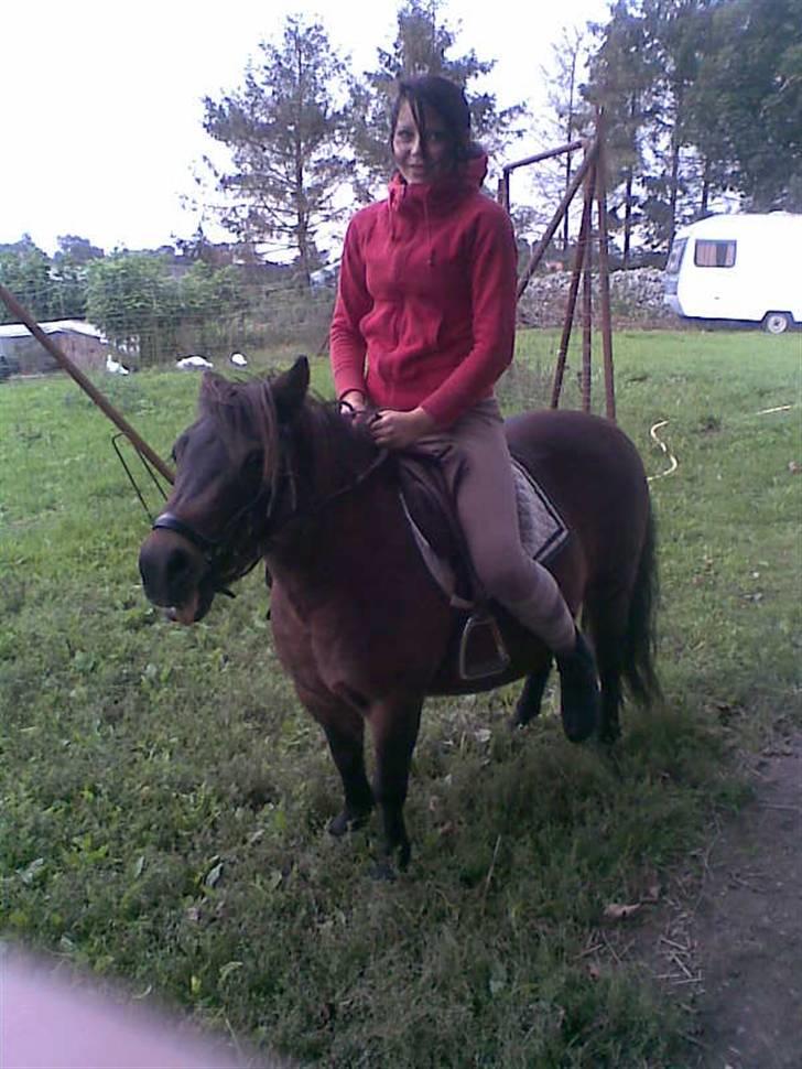 Shetlænder Oline - Det er over tre år siden du har haft sadel på,<33 Og du sagde igen gang noget til at jeg sad på dig. billede 11
