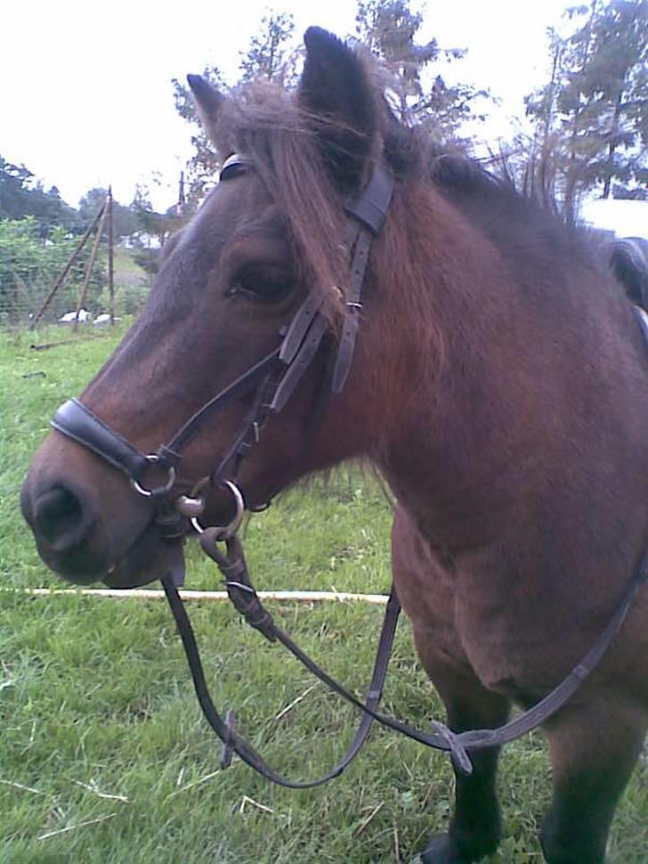 Shetlænder Oline - Hvor du smuk Oline.  billede 12