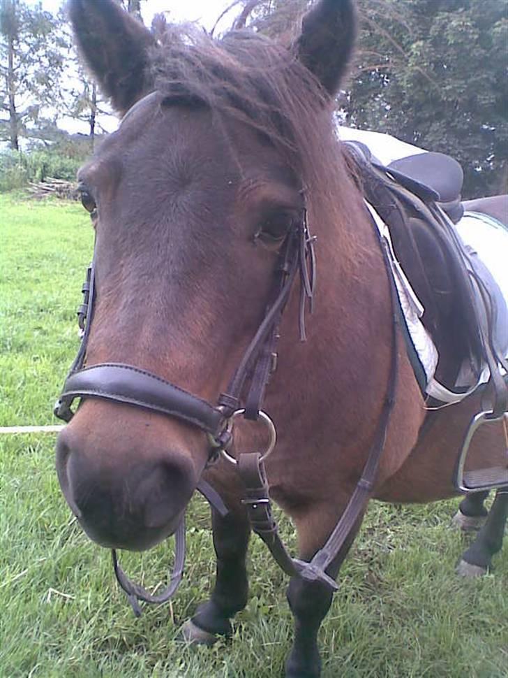 Shetlænder Oline - Hun har li fået alt udstyret på igen. Det er over tre år siden sidst billede 13