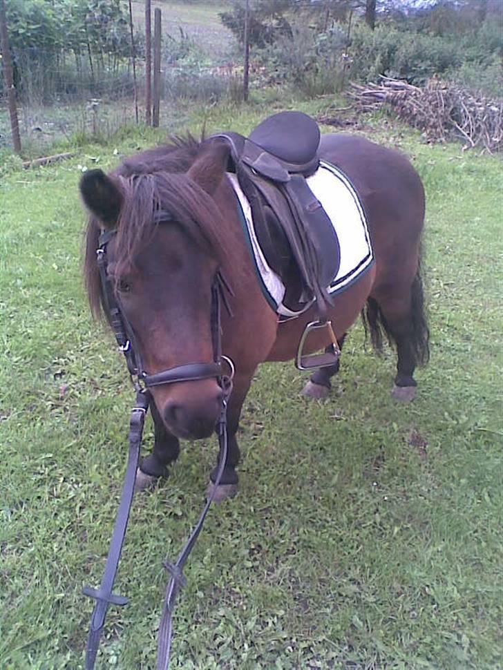 Shetlænder Oline billede 14