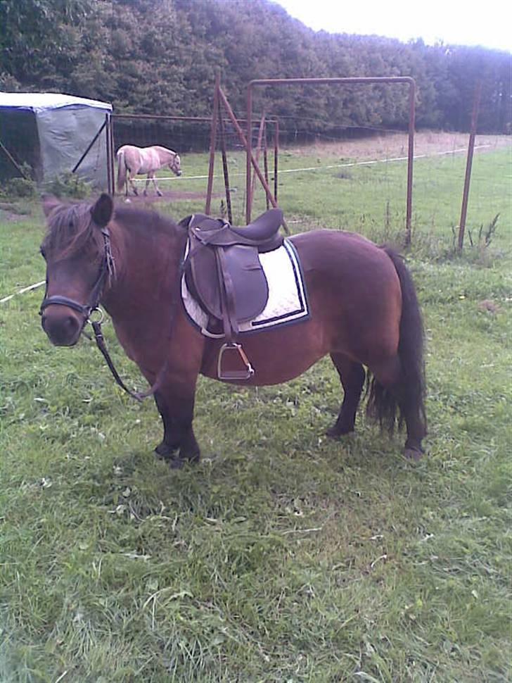 Shetlænder Oline billede 15