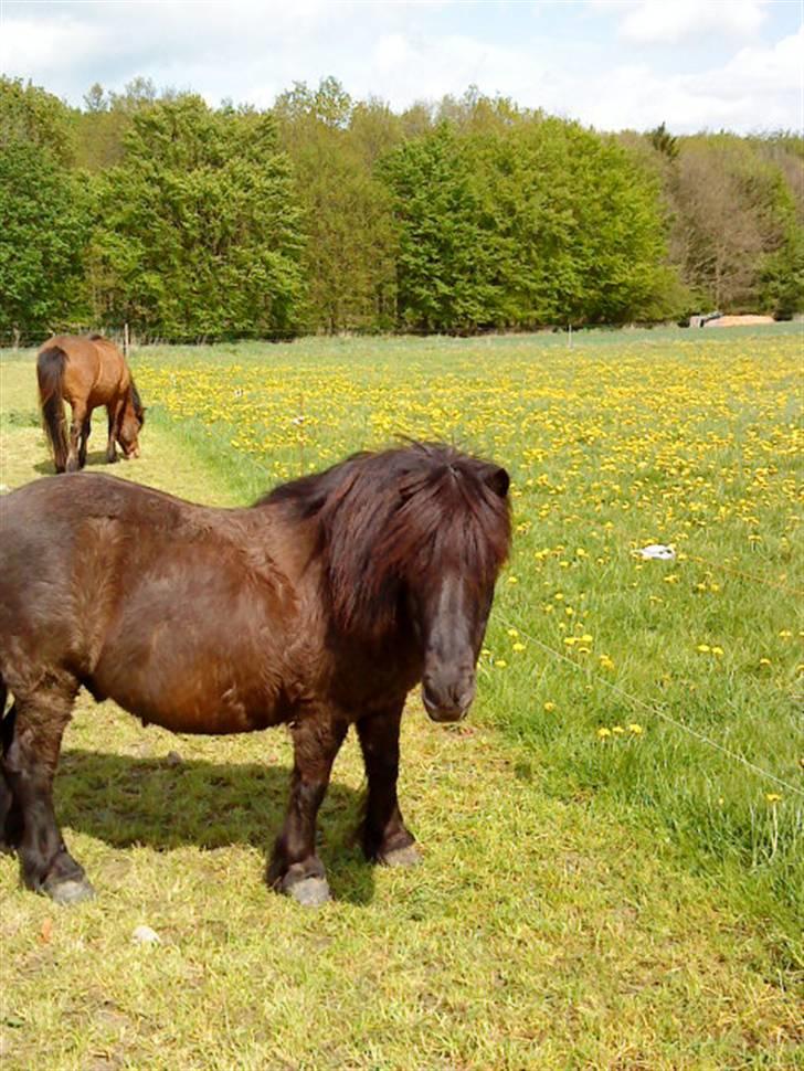 Shetlænder Klaus billede 19