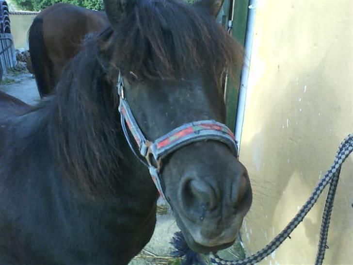 Shetlænder Klaus billede 20