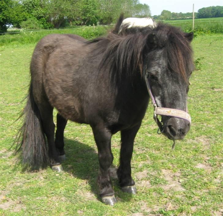 Shetlænder Lotte billede 9