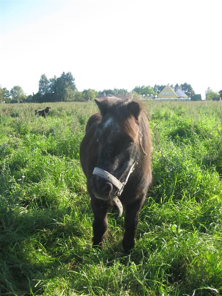 Shetlænder Lotte billede 10