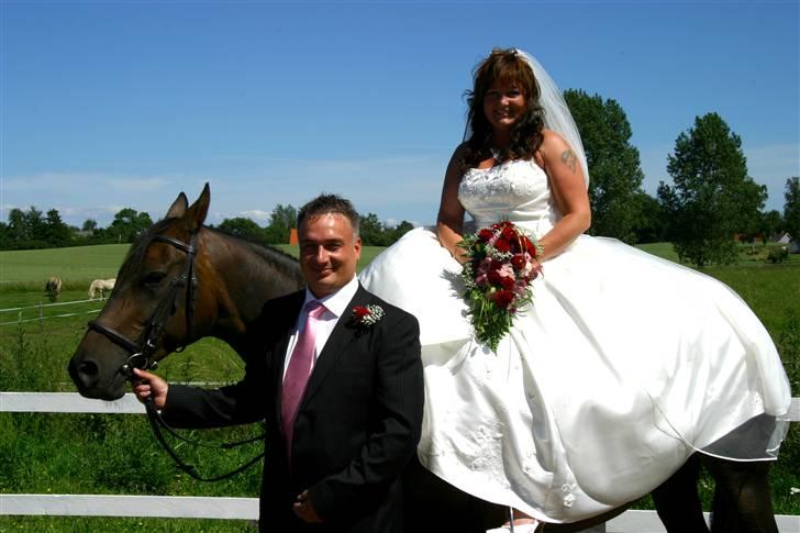 Dansk Varmblod Bolingi - juli 2006 billede 13