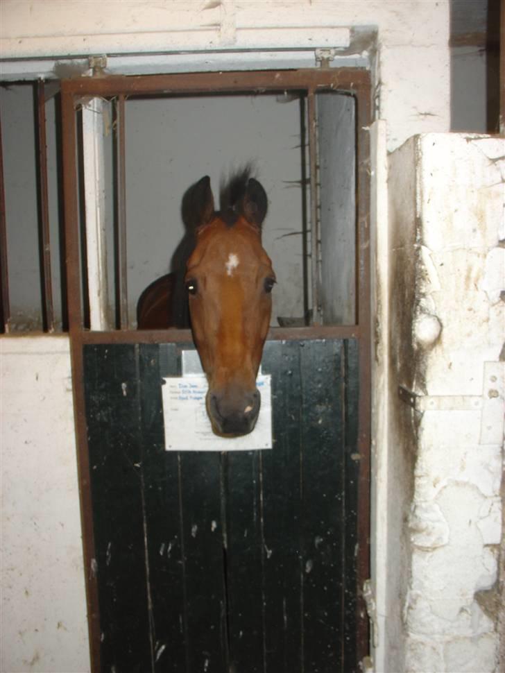 New Forest Don Juan <3 *red engang* - 19# Fordi han simpelthen så såå sjov og nuttet ud! <3<3 billede 19