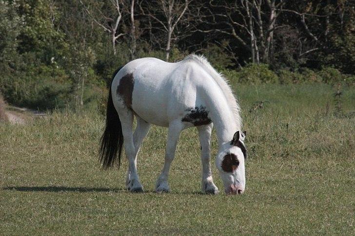 Anden særlig race tiger (rideskole hest) billede 3