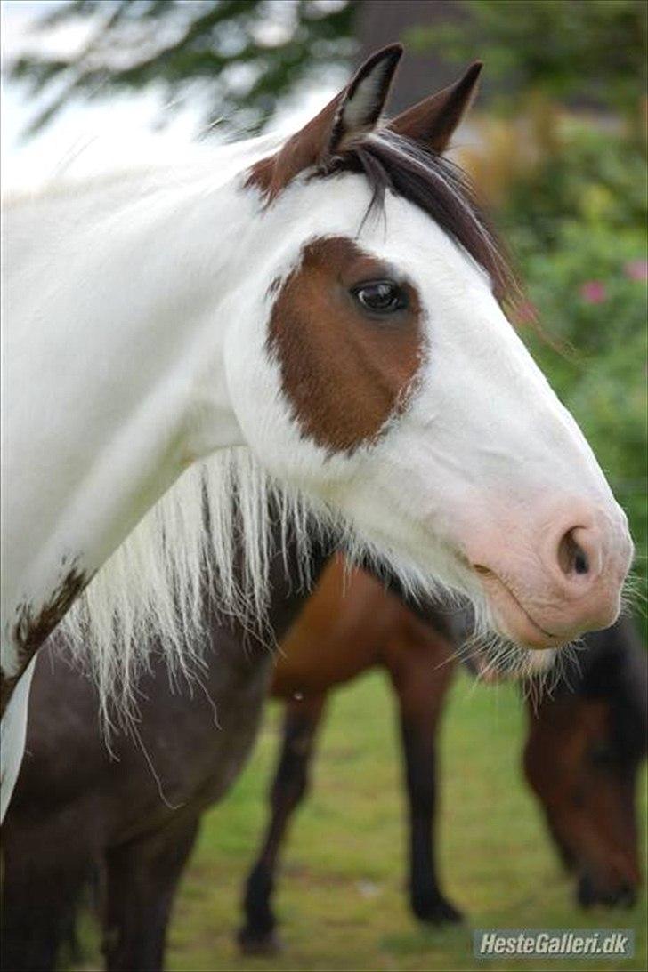 Anden særlig race tiger (rideskole hest) - Smukke<3 lånt af line kopp foto: line kopp mange tak :D billede 5