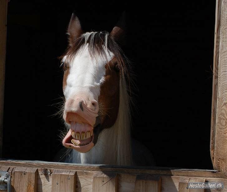 Anden særlig race tiger (rideskole hest) - skøre (; billedet lånt af line kopp foto: line kopp mange tak :D billede 7