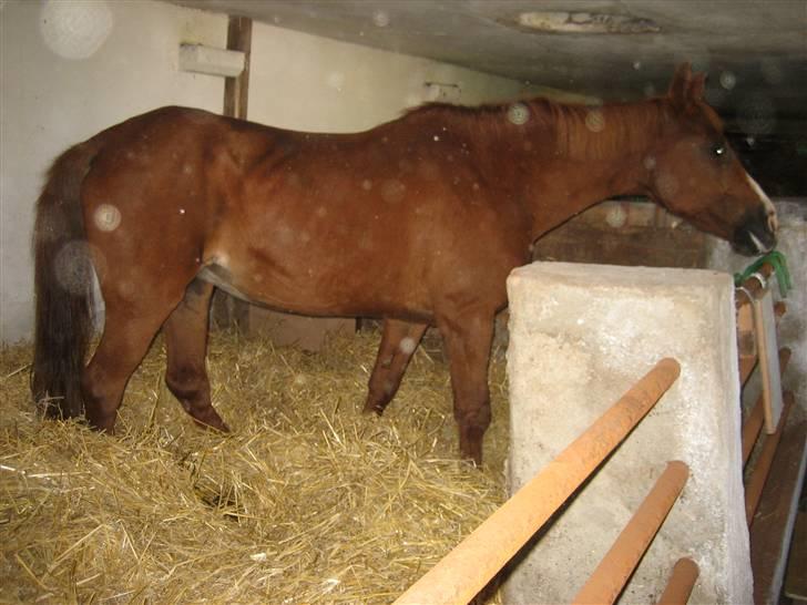 Sportsaraber (A) Dabita DSAH NR. ÆB 217 R:I:P - Da jeg lige havde hentet hende. billede 1
