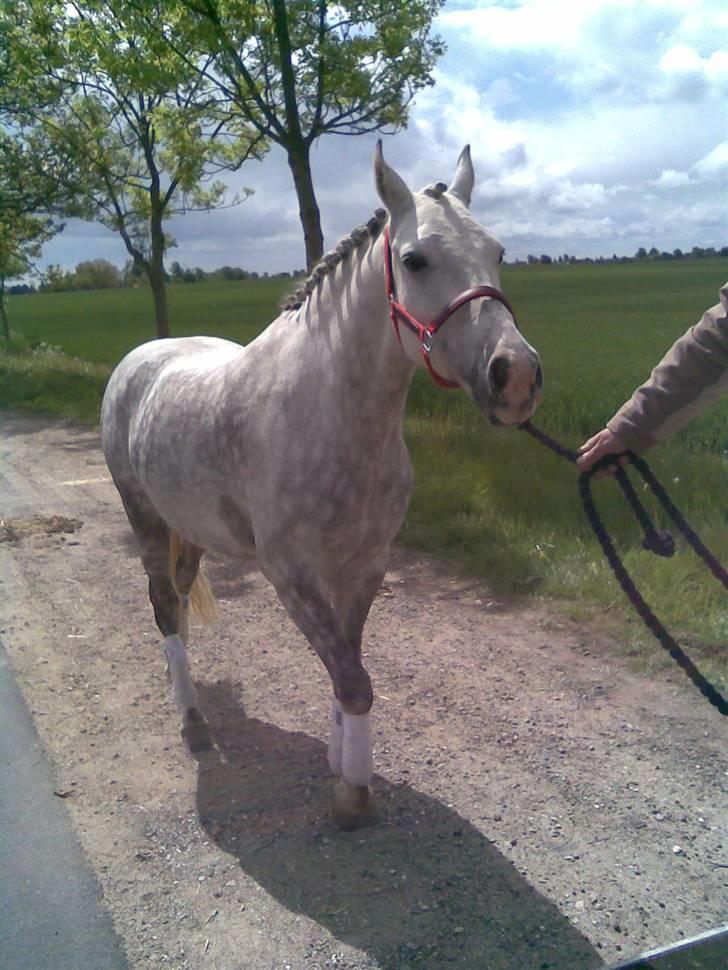 DSP Mon Dieu - På vej hjem fra stævne billede 18