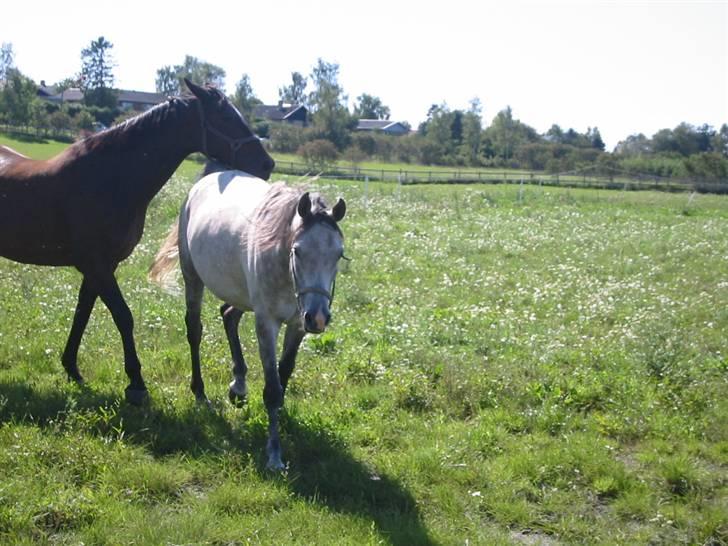 Arabisk fuldblod (OX) Magic Diamond - Øv jeg er pony her gik  jeg lige og troede at jeg var hest  billede 18