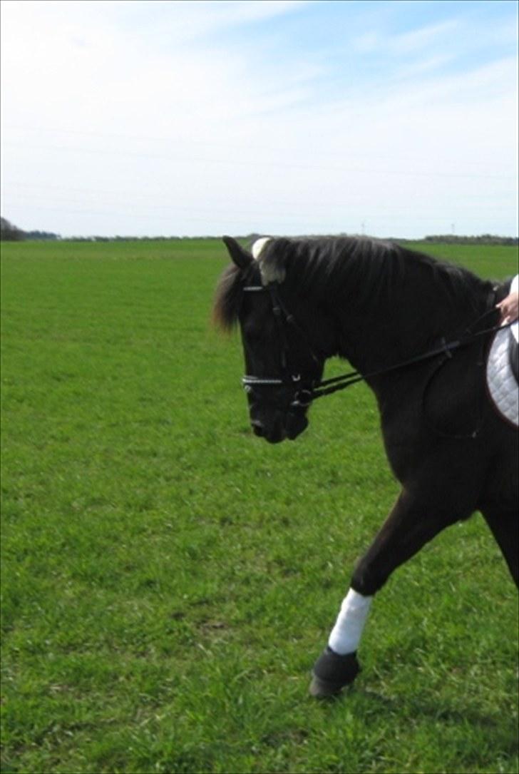 Anden særlig race Alexander<3 - Velkommen til min dejlige ponys profil<3 Smid gerne en kommentar og en bedømmelse - [Foto - Min mor] billede 1