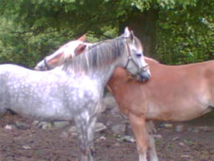 DSP Mon Dieu - Mon Dieu og Alfredo billede 19