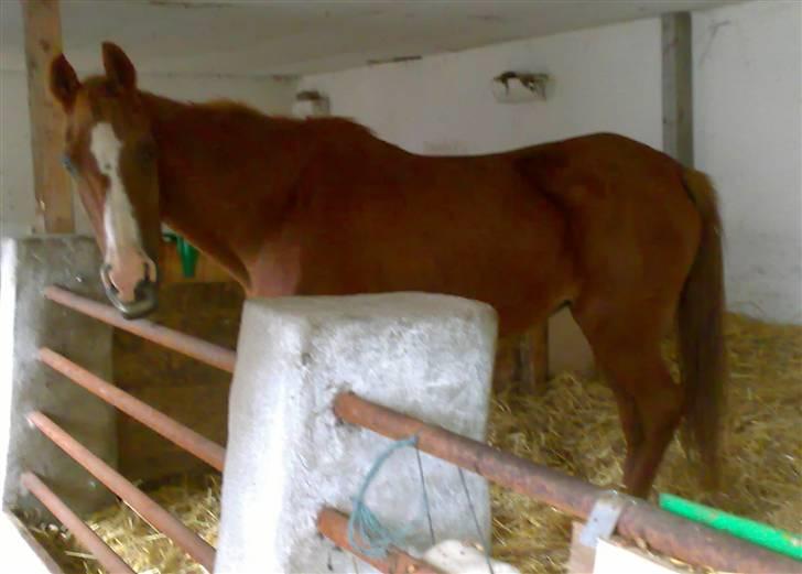 Sportsaraber (A) Dabita DSAH NR. ÆB 217 R:I:P - Taget for 2 dage siden. billede 2