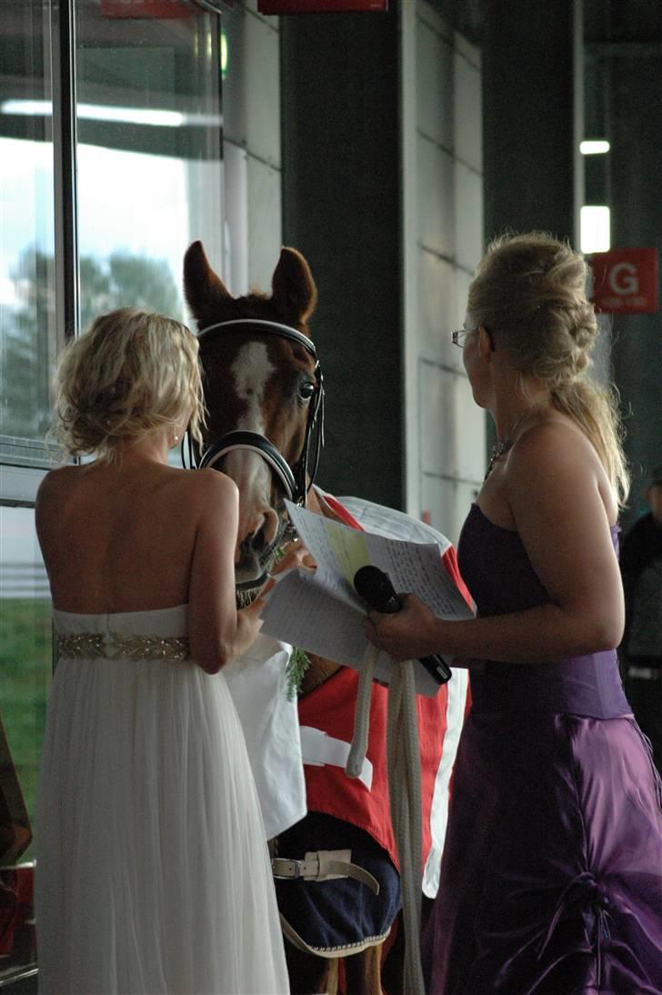 Sportsaraber (A) Dabita DSAH NR. ÆB 217 R:I:P - Da hun fik overakt Dabita. billede 4