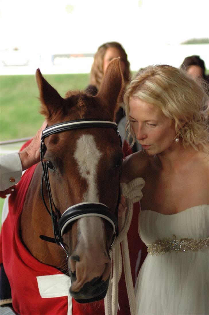 Sportsaraber (A) Dabita DSAH NR. ÆB 217 R:I:P - De snakker sammen. billede 6