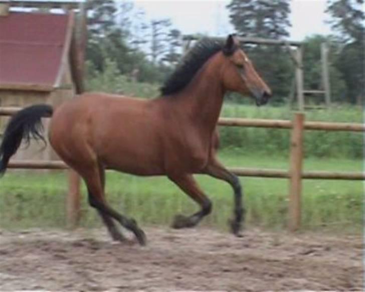 Trakehner Aragona R:I:P - Galop (alle billeder taget sidte år.) billede 1