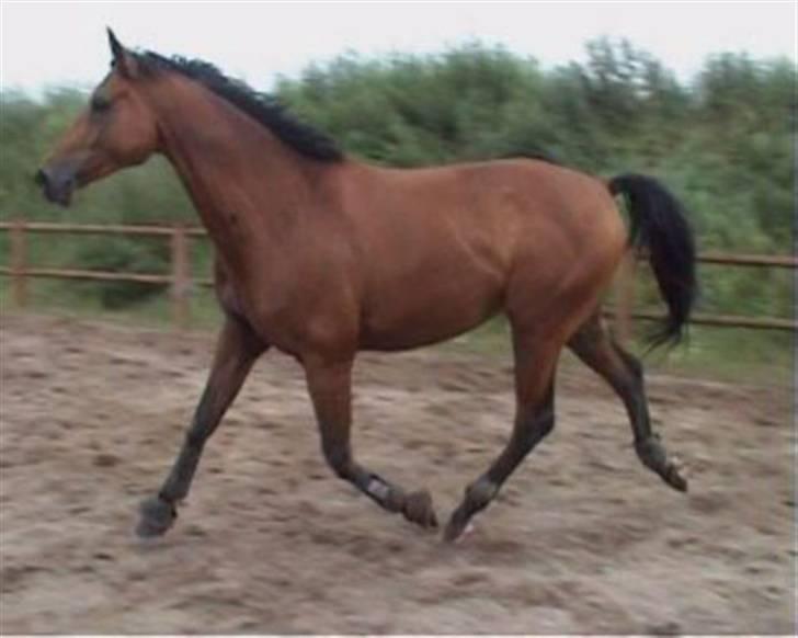 Trakehner Aragona R:I:P - Trav billede 2