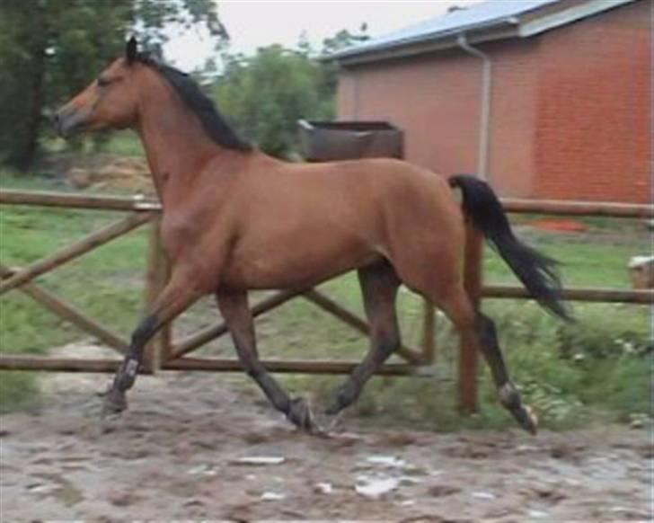 Trakehner Aragona R:I:P - Trav billede 3