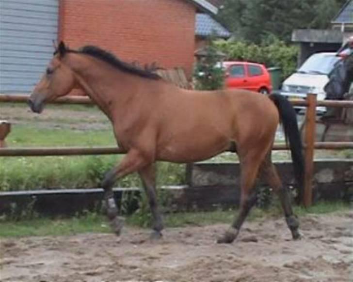 Trakehner Aragona R:I:P - Skridt billede 4