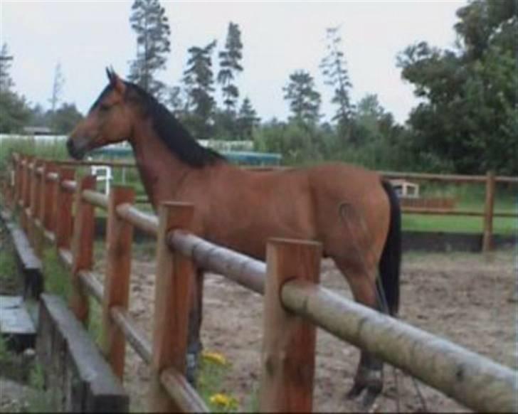 Trakehner Aragona R:I:P - Parade billede 5