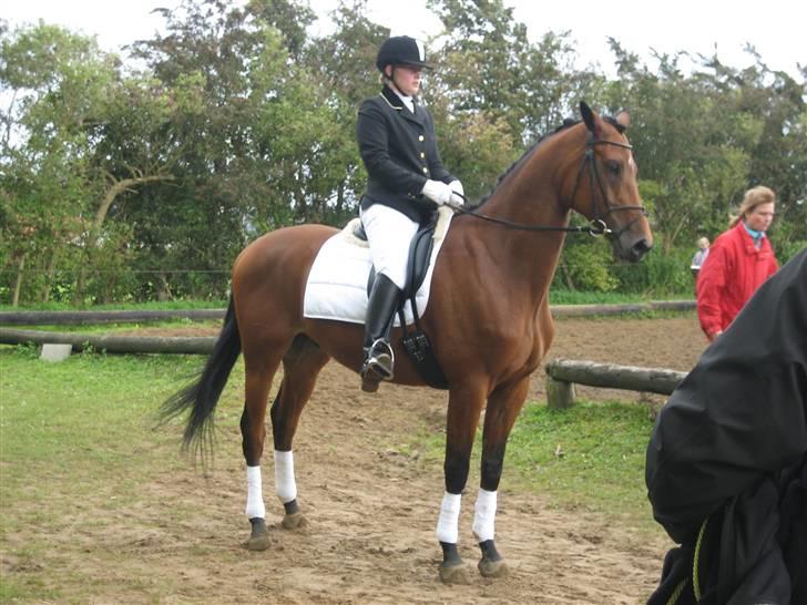 Trakehner Aragona R:I:P - Vores første stævne september 2007. billede 6