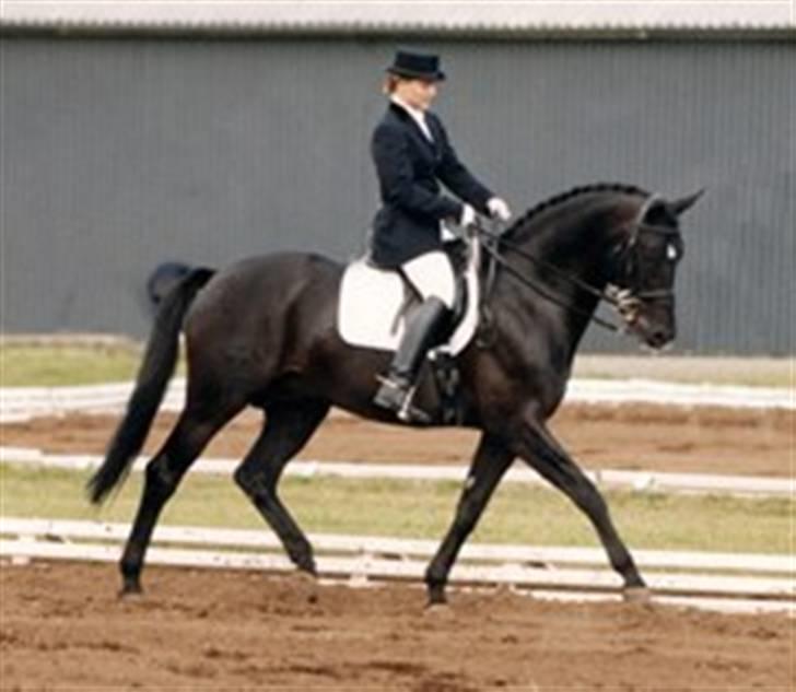 Trakehner Aragona R:I:P - Hercules (Aragonas far, da han var på toppen.) billede 7