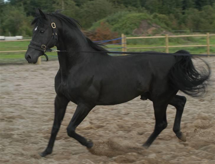 Trakehner Aragona R:I:P - Hercules (Aragonas far i en alder af 22 år.) billede 8