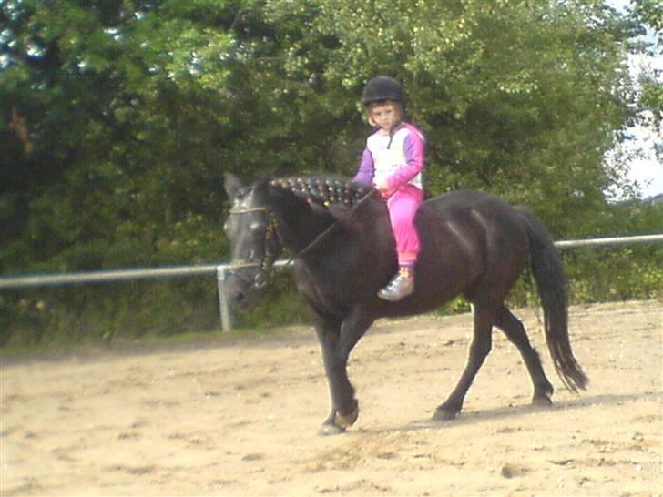 Welsh Pony (sec B) Musse <3<3 billede 10