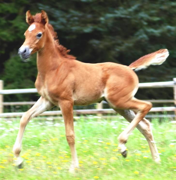 Arabisk fuldblod (OX) KA Kharaccas billede 1