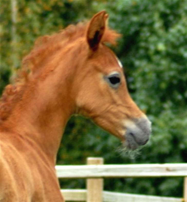 Arabisk fuldblod (OX) KA Kharaccas billede 2