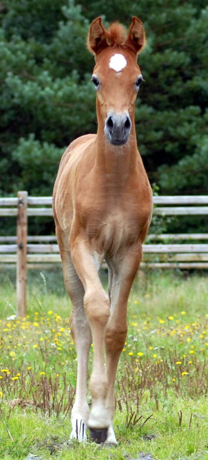 Arabisk fuldblod (OX) KA Kharaccas billede 3