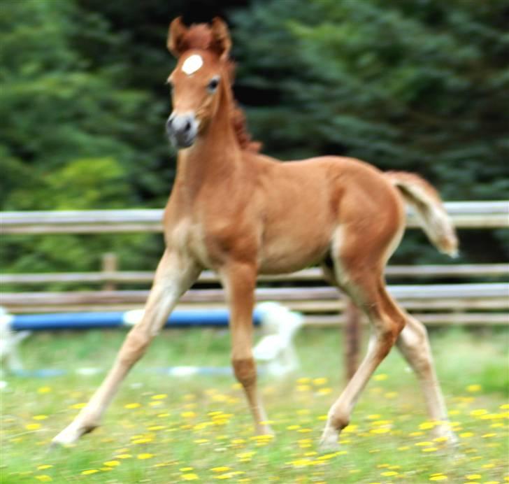 Arabisk fuldblod (OX) KA Kharaccas billede 4