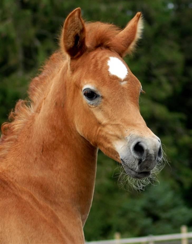 Arabisk fuldblod (OX) KA Kharaccas billede 5